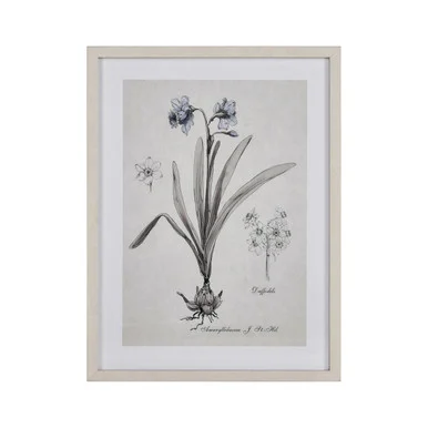 Daffodil Botanic Framed Wall Art in Cream (45|S0056-10634)